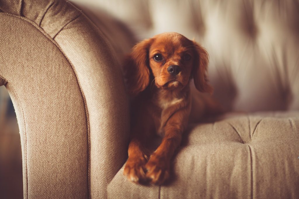 pet hair cleaning