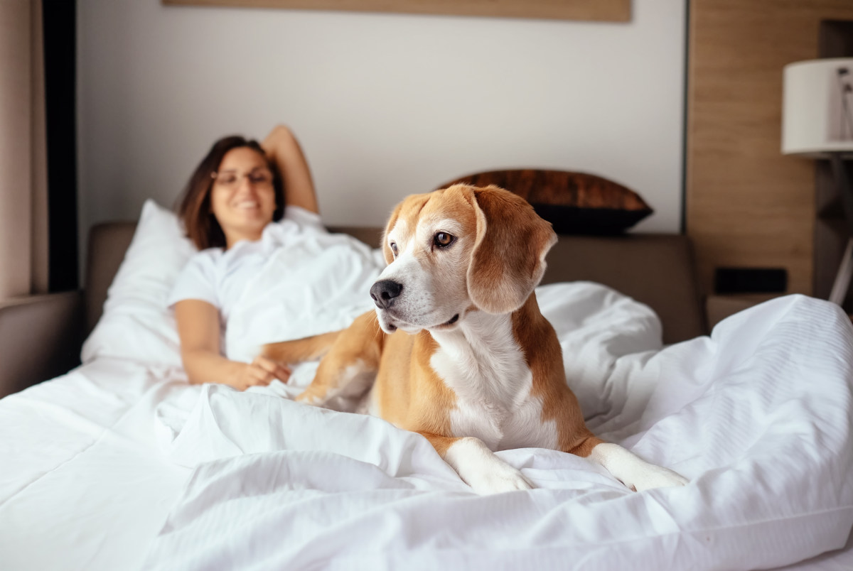 Why Choose A Pet Friendly Hotel?