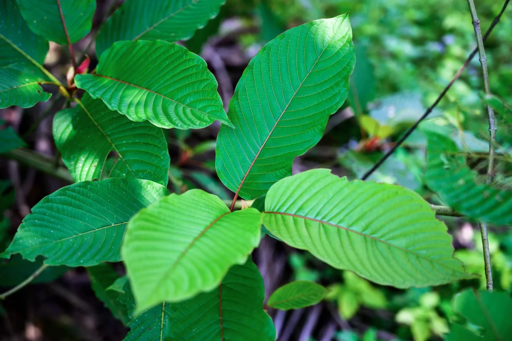 kratom powder