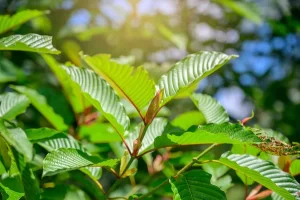 Kratom – The medicinal herb has many benefits